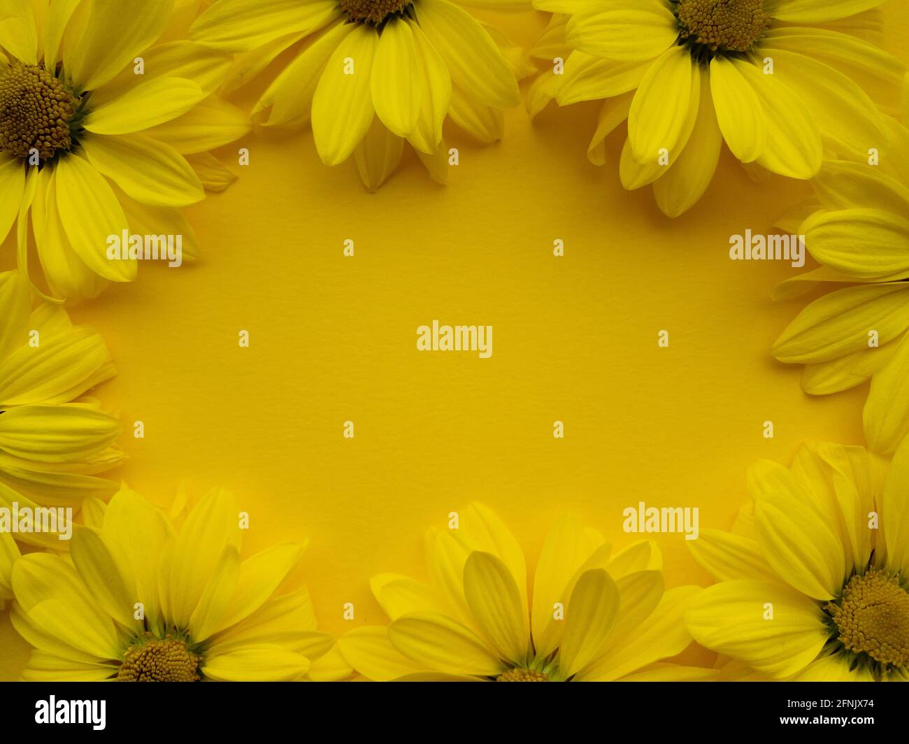 Blumen Zusammensetzung aus Chrysantheme Blumen auf gelbem Hintergrund. Farbe des Jahres 2021 leuchtende, Frühjahr, Sommer-Vorlage für Ihre Projekte. Stockfoto