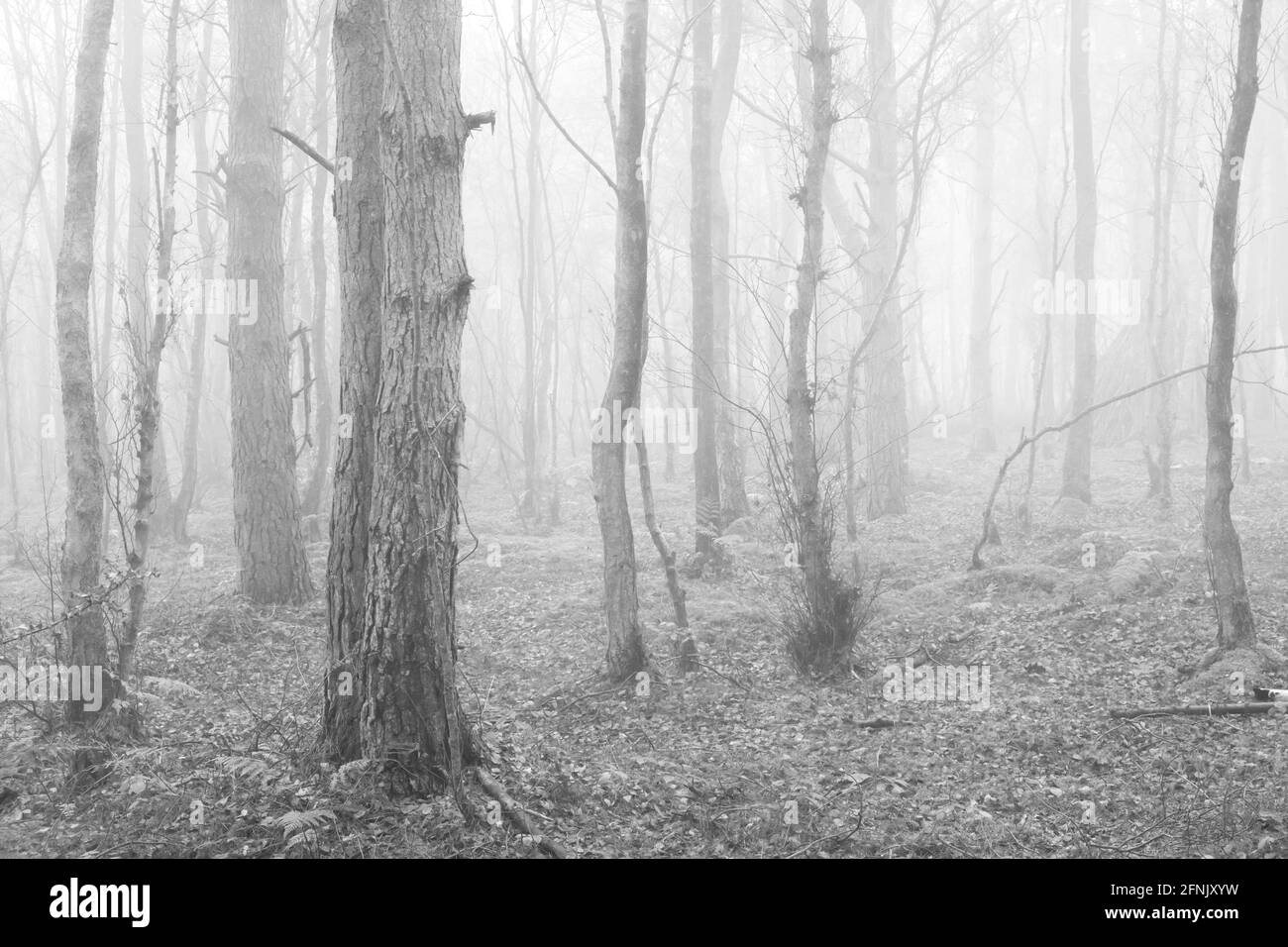 Waldszene in North Yorkshire Stockfoto