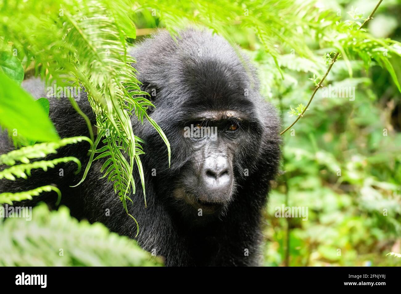 silverback Gorilla, Uganda Stockfoto