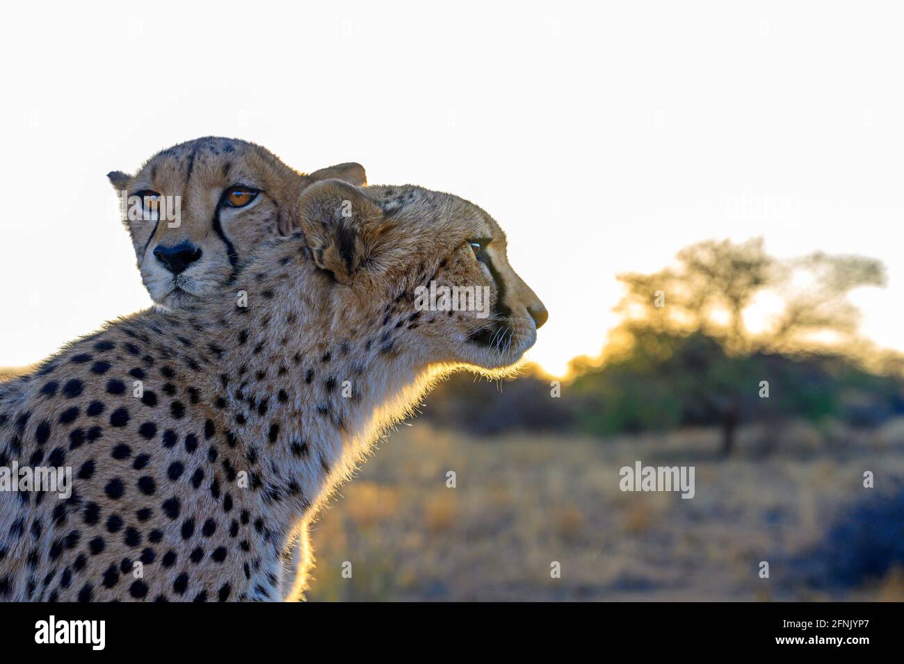 Geparden bei Sonnenaufgang, Namibia Stockfoto