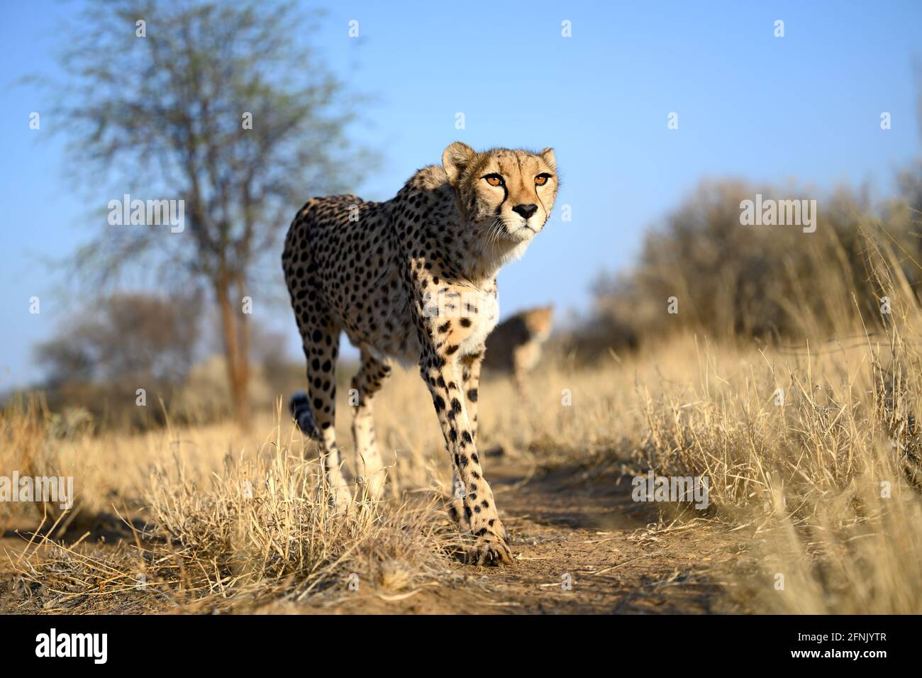 Geparden im frühen Morgenlicht, Namibia Stockfoto