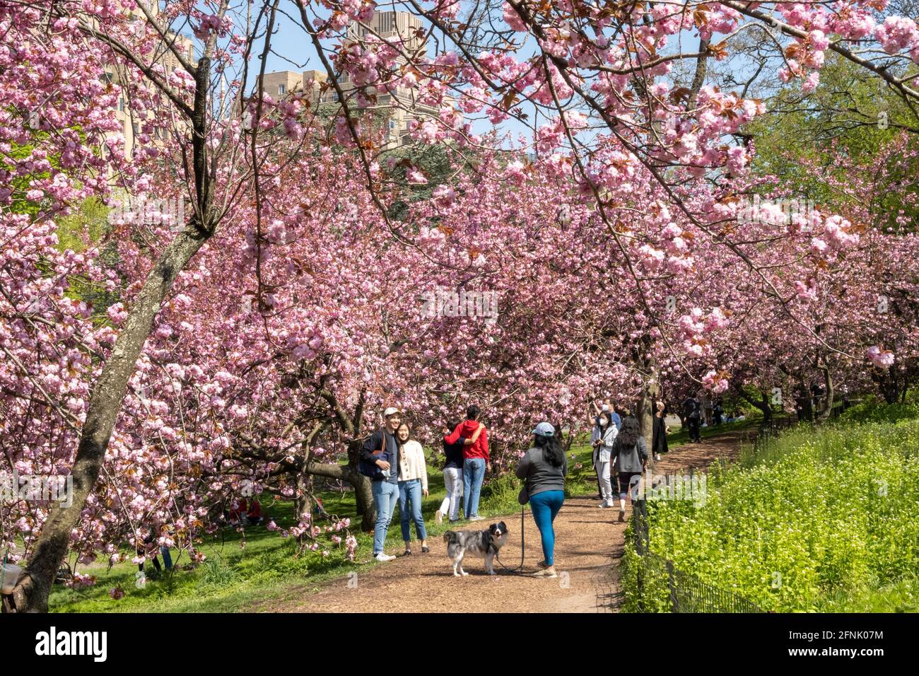 Der Central Park ist lebhaft, wenn sich die Kwanzan-Kirschbäume in Bloom, 2021 Springtime, NYC, USA, befinden Stockfoto