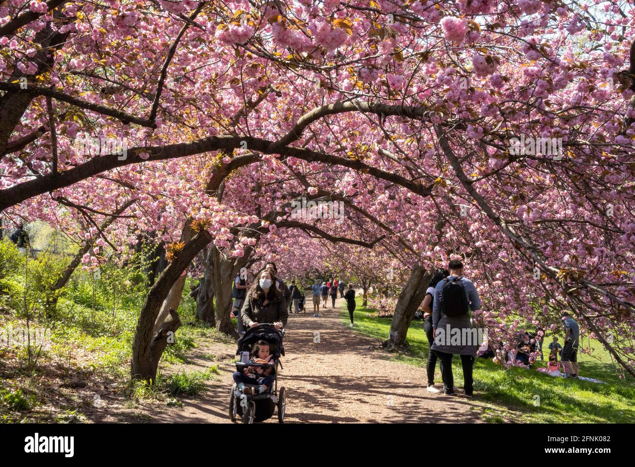 Der Central Park ist lebhaft, wenn sich die Kwanzan-Kirschbäume in Bloom, 2021 Springtime, NYC, USA, befinden Stockfoto
