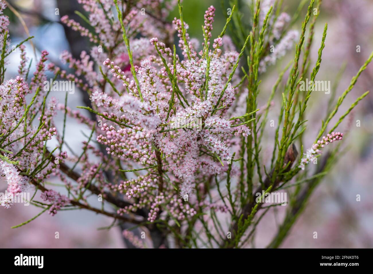Weiche Blüte von Tamarix oder Tamarisk oder Salz Zederngrün Pflanze mit rosa Blüten Stockfoto