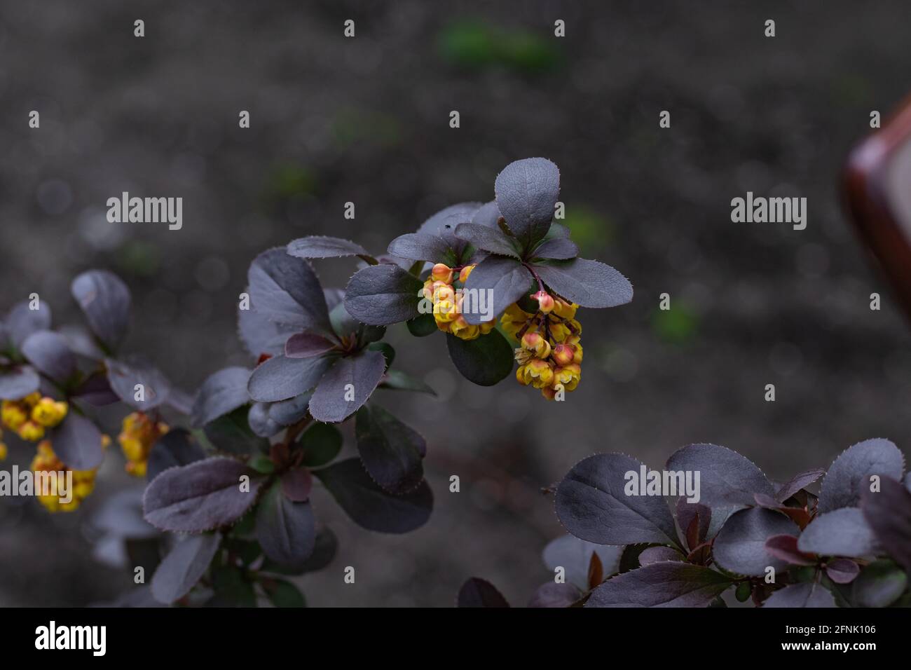 Schöner Strauch von Mahonia Aquifolium Knospen und Blüten Stockfoto