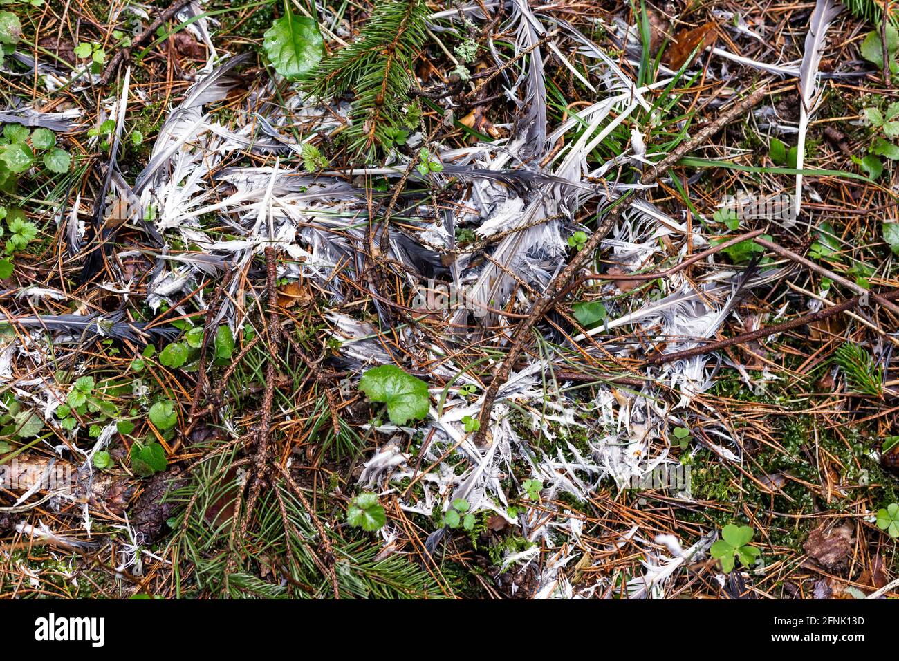 Federn auf dem Boden. Überreste eines Vogelnests. Stockfoto