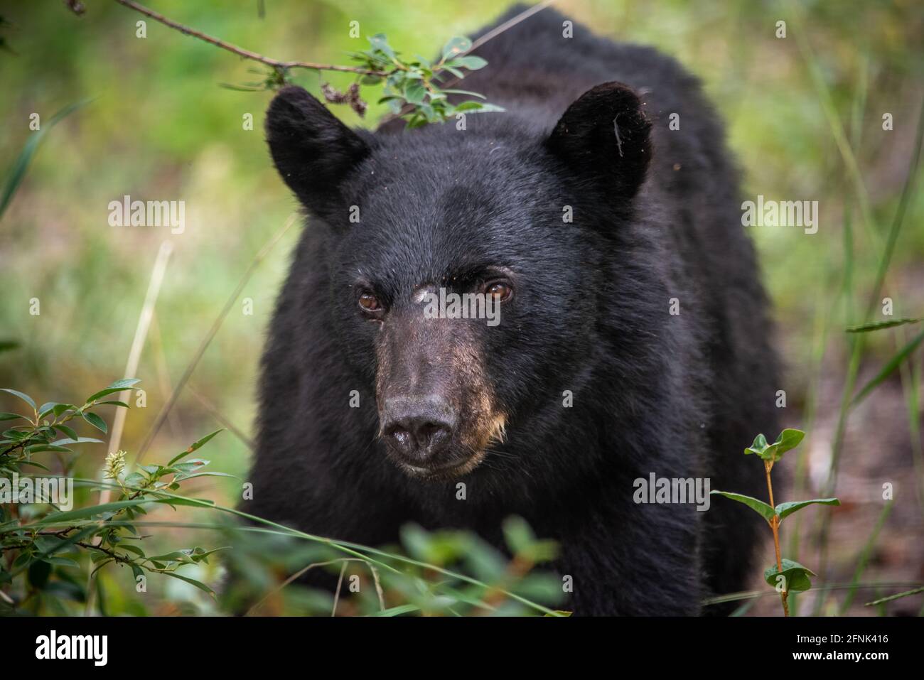 Seitenprofil eines erwachsenen Schwarzbären, der im Freien in der wilden, von Grün umgebenen Wildnis gesehen wird. Wildes, gefährliches Tier im Freien. Stockfoto