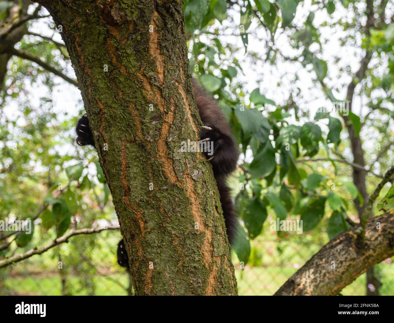 Katzenkrallen. Ein Kätzchen versteckt hinter einem Ast. Stockfoto