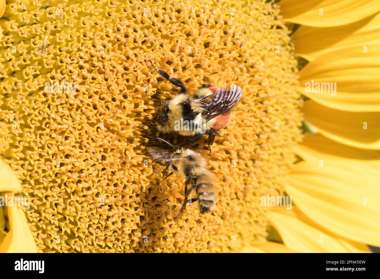 Bienen bestäuben eine Sonnenblume Stockfoto