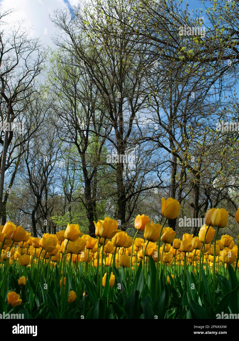 Gelbe Tulpen auf dem Wald Stockfoto