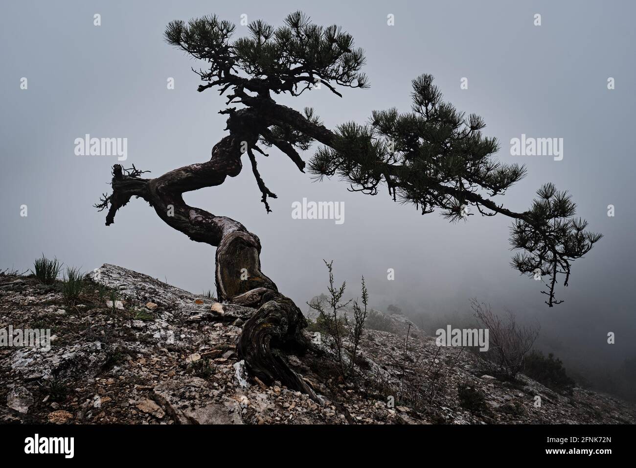 Uralter, Verdrehter Wacholderbaum Mit Nebeligem Hintergrund Auf Dem Berg Stockfoto