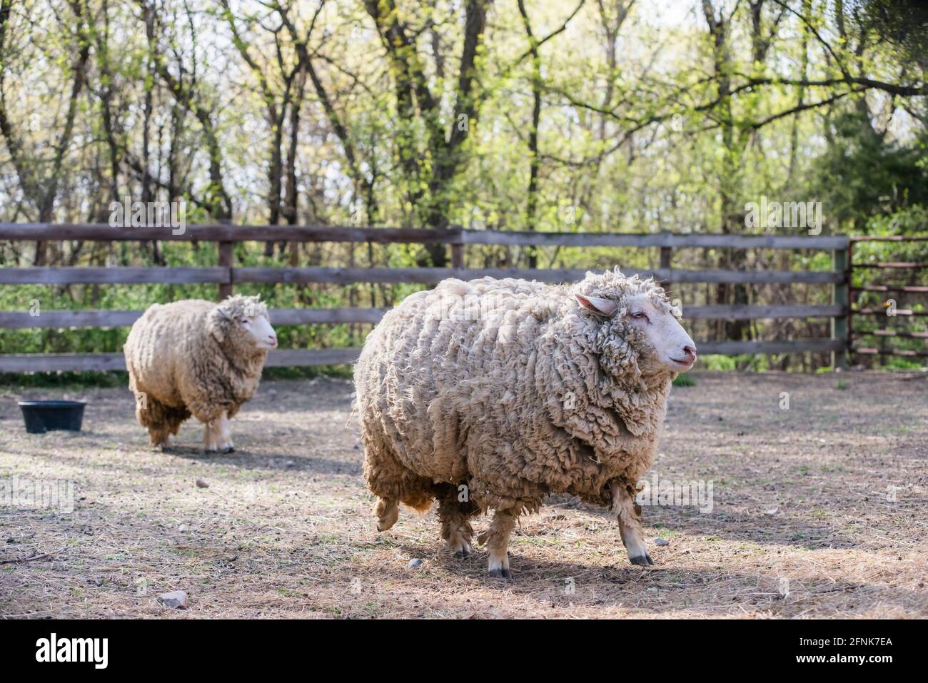 Zwei wollige Schafe, die über einen Scheunenhof laufen. Stockfoto