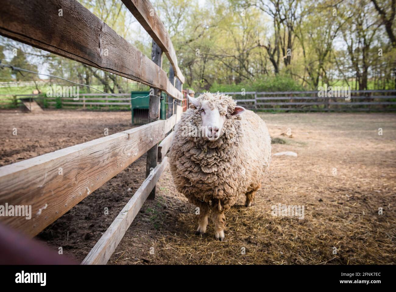 Wollige Schafe, die am Zaun im Hof stehen. Stockfoto