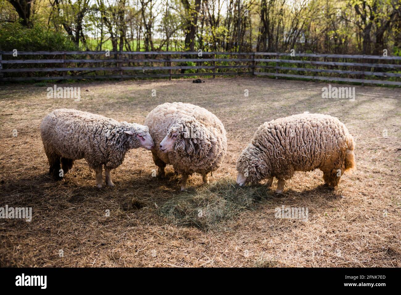 Drei Schafe, die auf einem Hof Heu fressen. Stockfoto