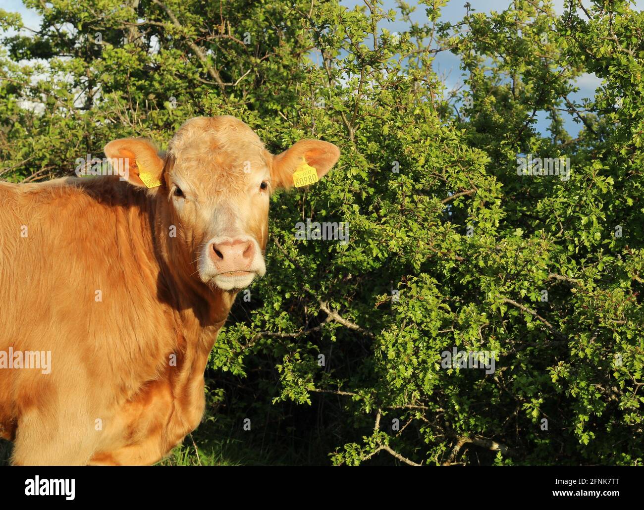 Rinder: Porträt von Charolais-Zuchtbullock im Sommersonnenlicht vor dem Hintergrund von grünem Laub Stockfoto