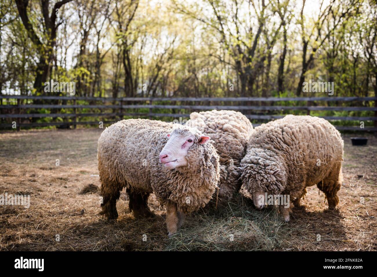 Drei wollige Schafe, die im Hof Heu fressen. Stockfoto
