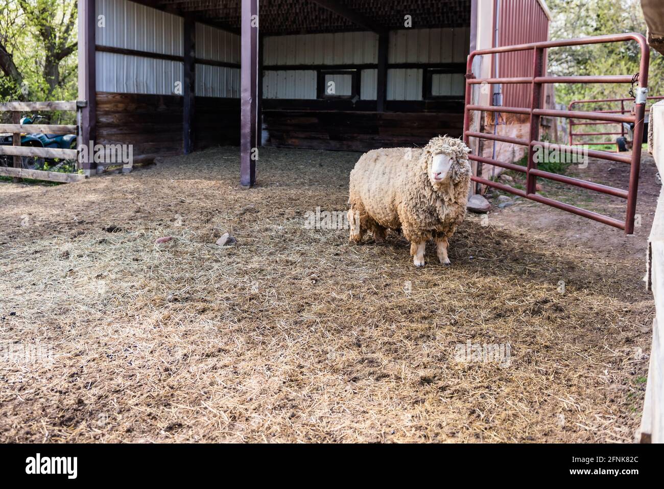 Ein wollig Schaf, das am Tor im Hof steht. Stockfoto