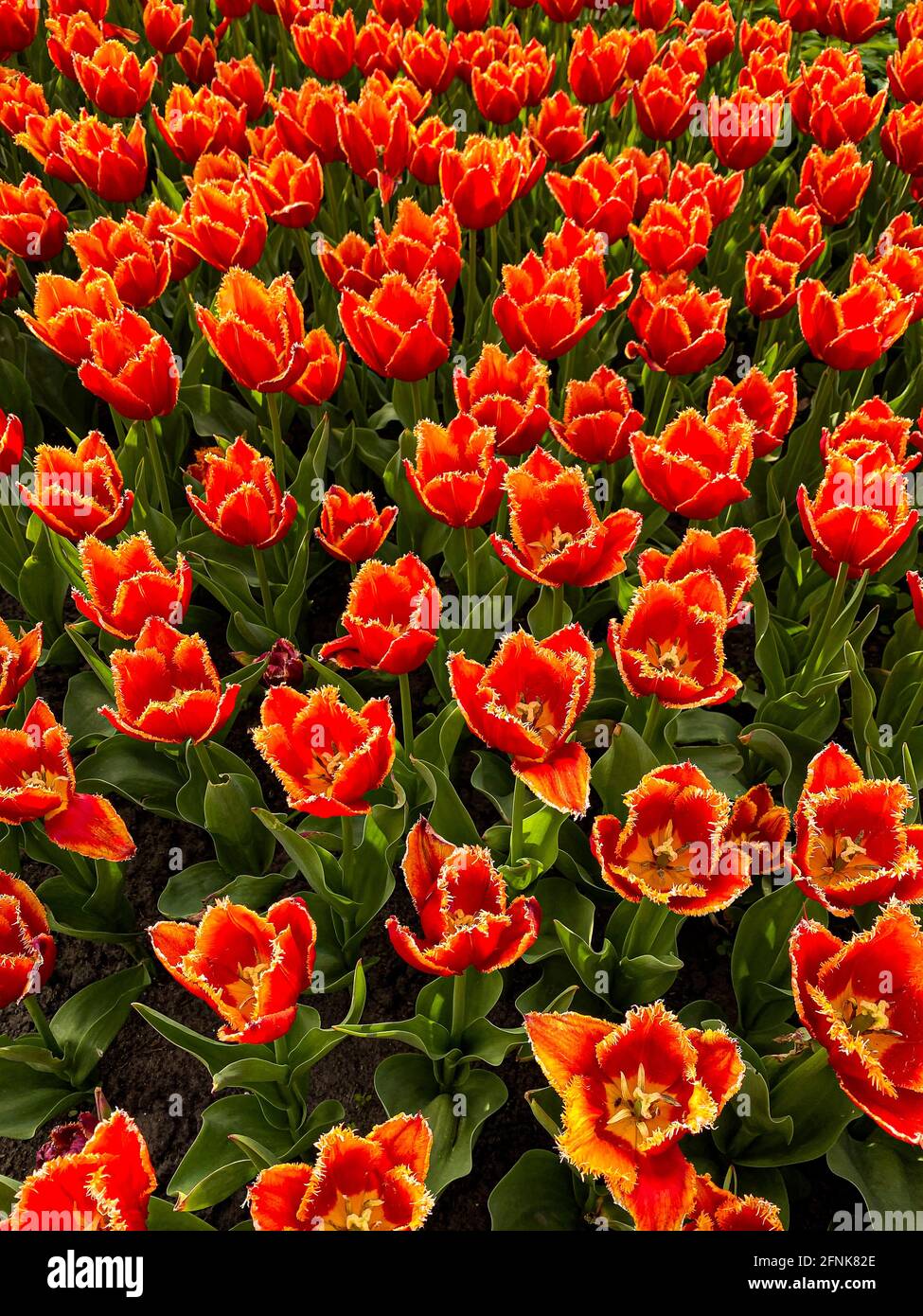 Rote samtige Tulpen, freier Platz Stockfoto