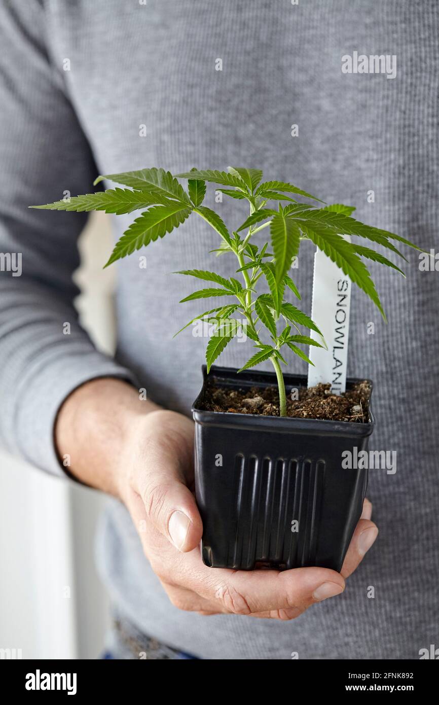 Mann, der Cannabis-Klon der Cannabissorte Snowland hält Stockfoto
