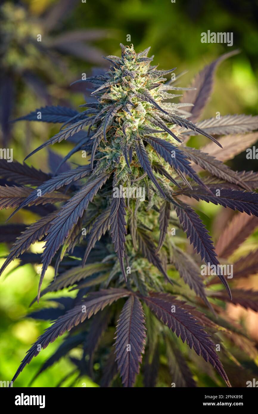Nahaufnahme der Cannabis-Sorte Snowcap-Blüte Stockfoto