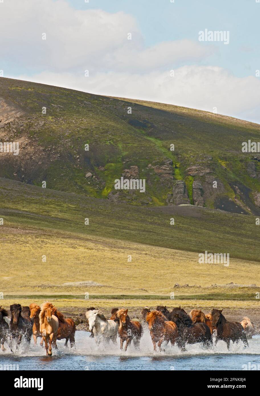 Isländische Pferde überqueren den Fluss auf dem isländischen Hochland Stockfoto