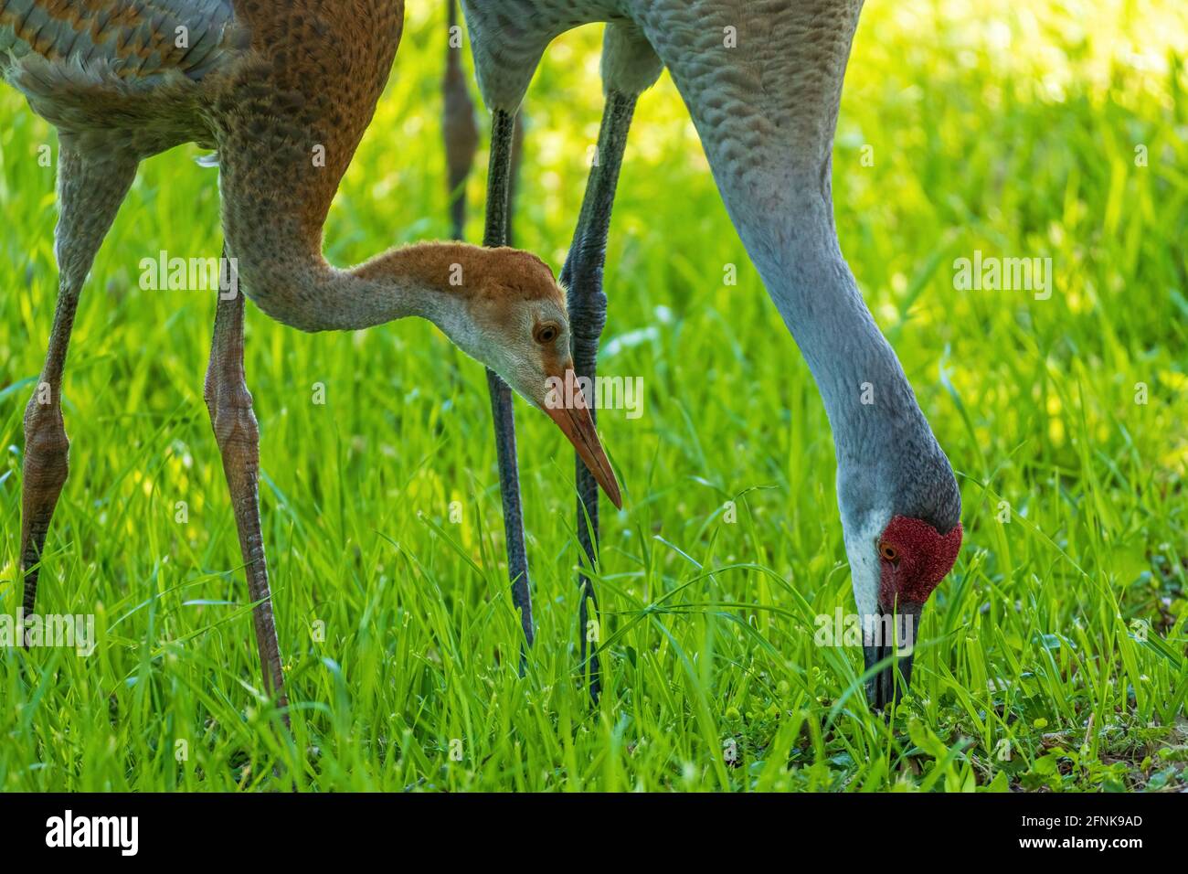 Ein jugendlicher und Eltern-Sandhügelkran (Antigone canadensis), der im Gras auf Nahrungssuche ist - Cooter Pond Park, Inverness, Florida, USA Stockfoto