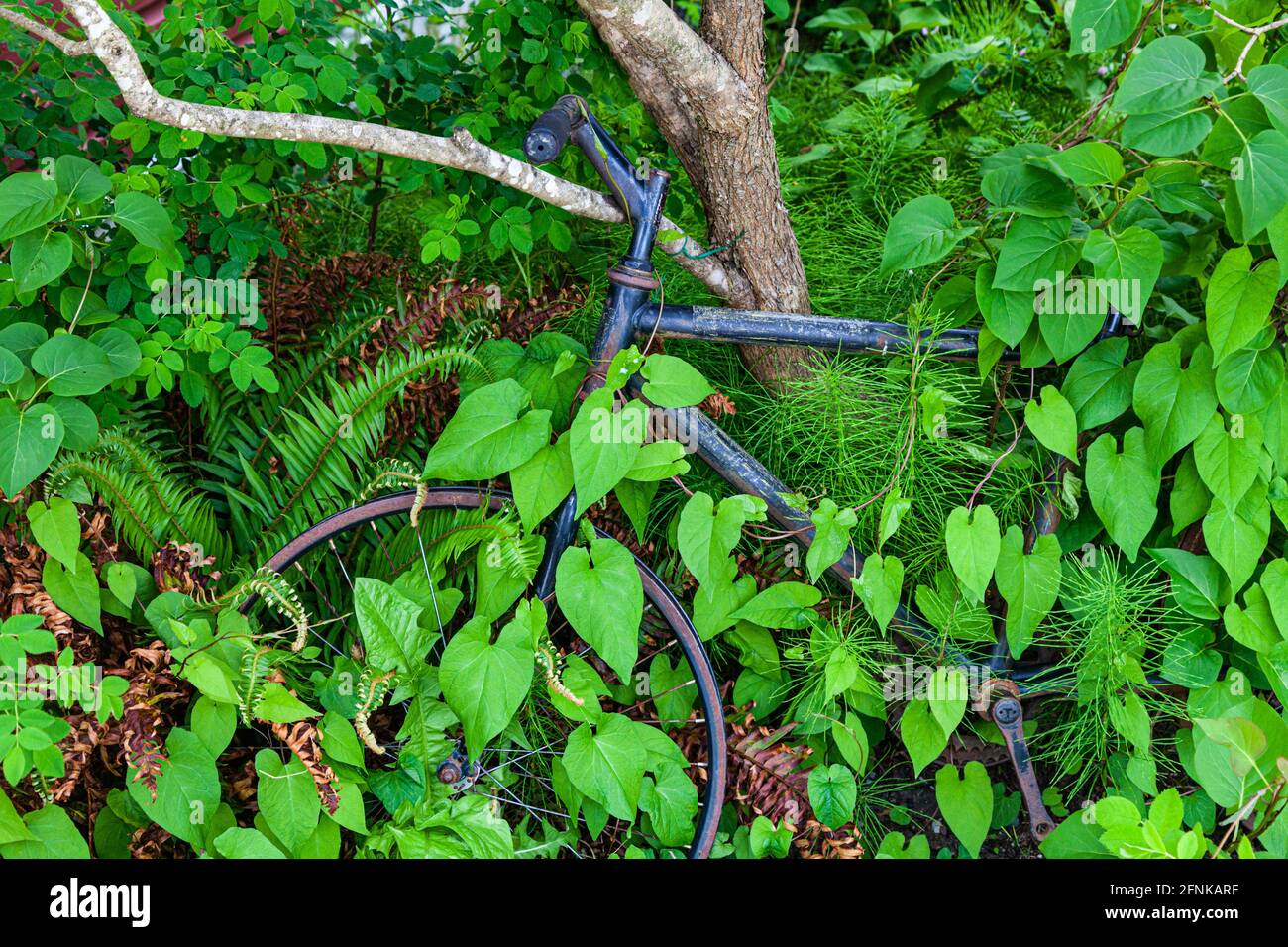Fahrradrahmen ohne Pedale oder Reifen mit Vegetation überwuchert In Steveston, British Columbia, Kanada Stockfoto