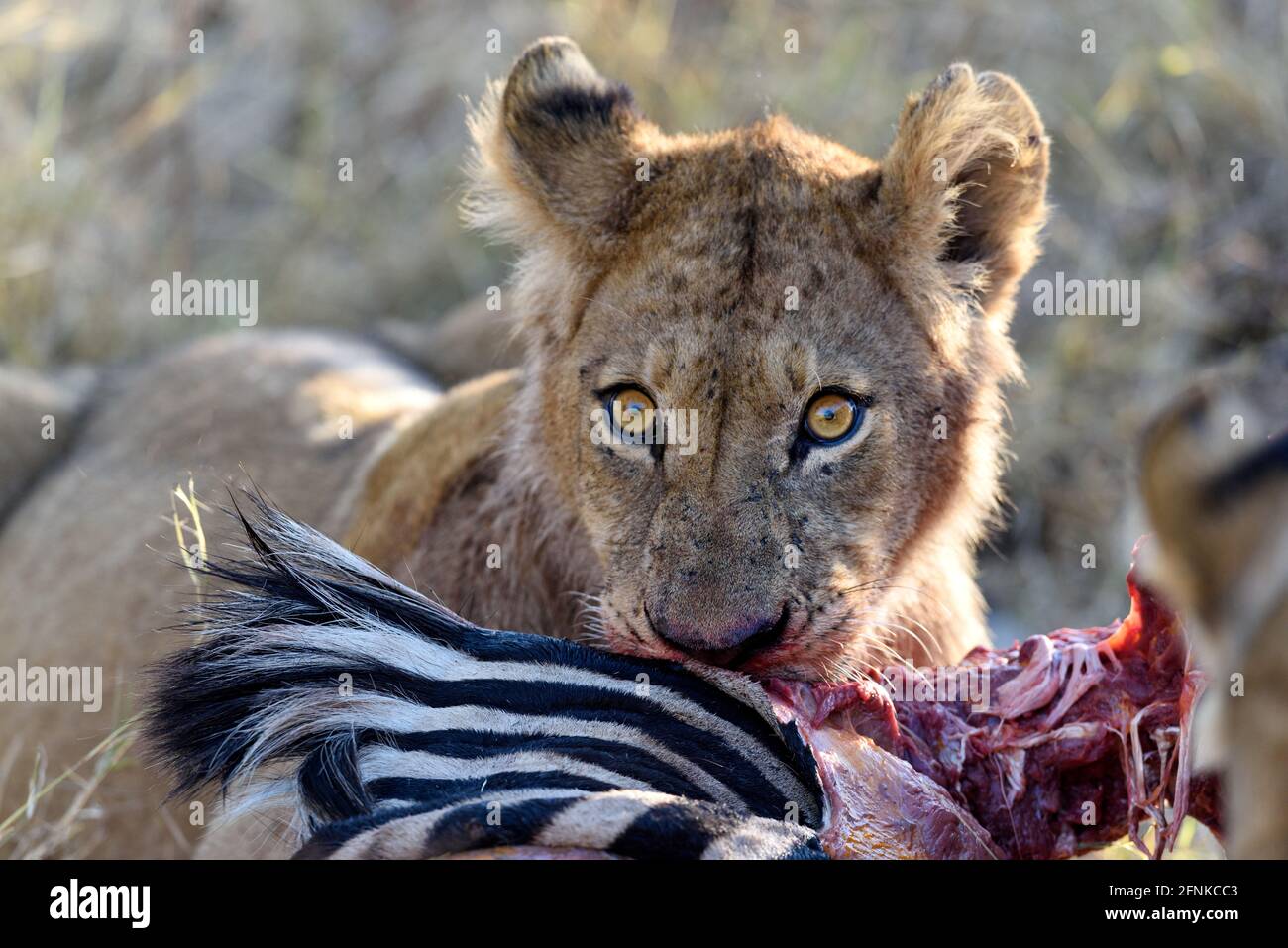Ein junger Löwe, der sich auf einem Zebra ernährt, Botswana, Afrika Stockfoto