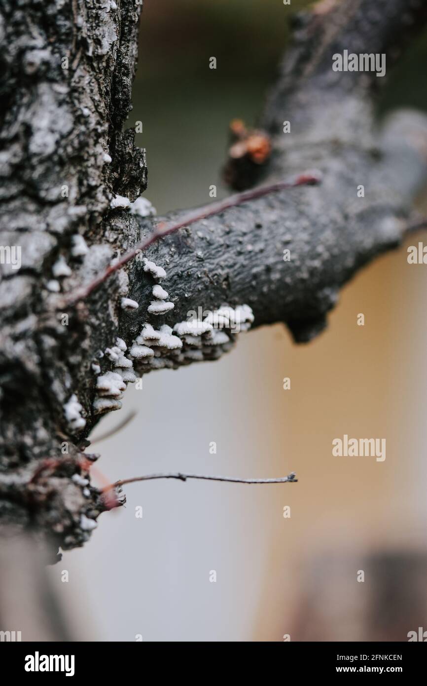 Vertikale Aufnahme von Pilzen wachsen auf einem Baumzweig Stockfoto