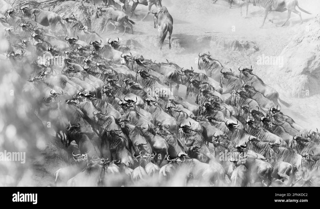 Die Migration, Tansania, Afrika Stockfoto