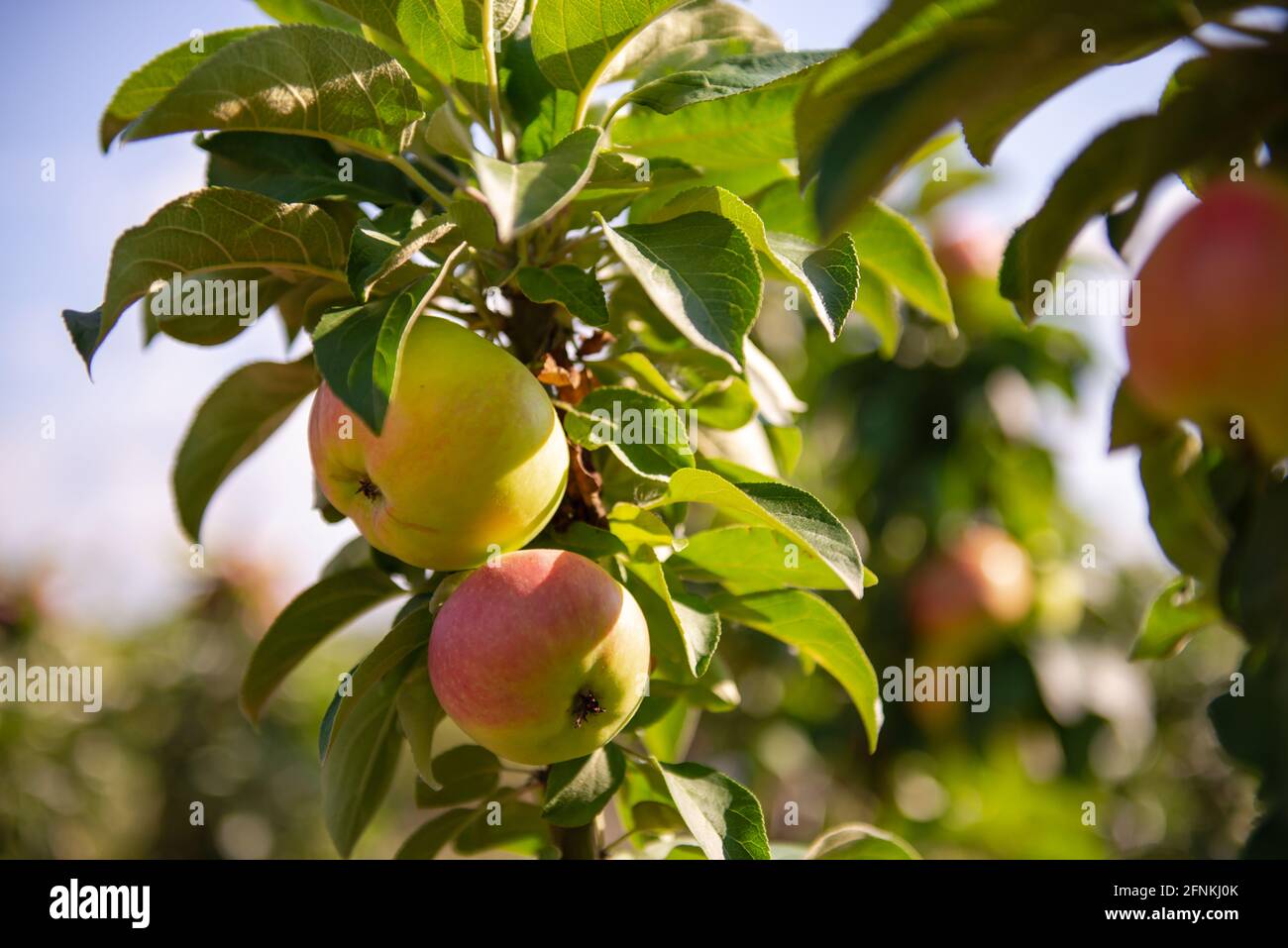 Äpfel Russische Pfoten. Ein Zweig mit reinsortigen Äpfeln auf einem jungen Apfelbaum. Flüssige Äpfel unter der strahlenden Sonne. Stockfoto