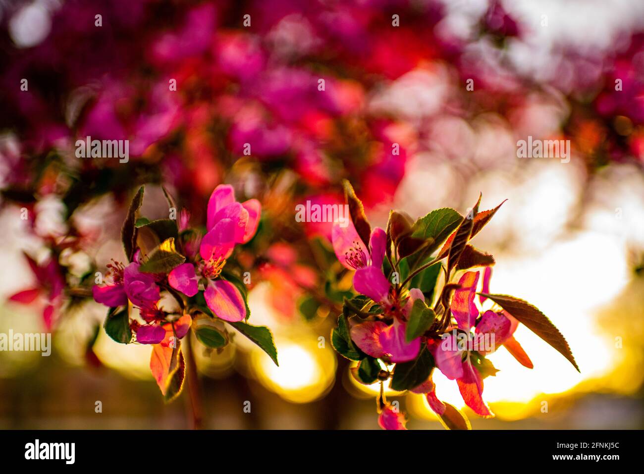 Blühender Apfelbaum im Süden Colorados Stockfoto