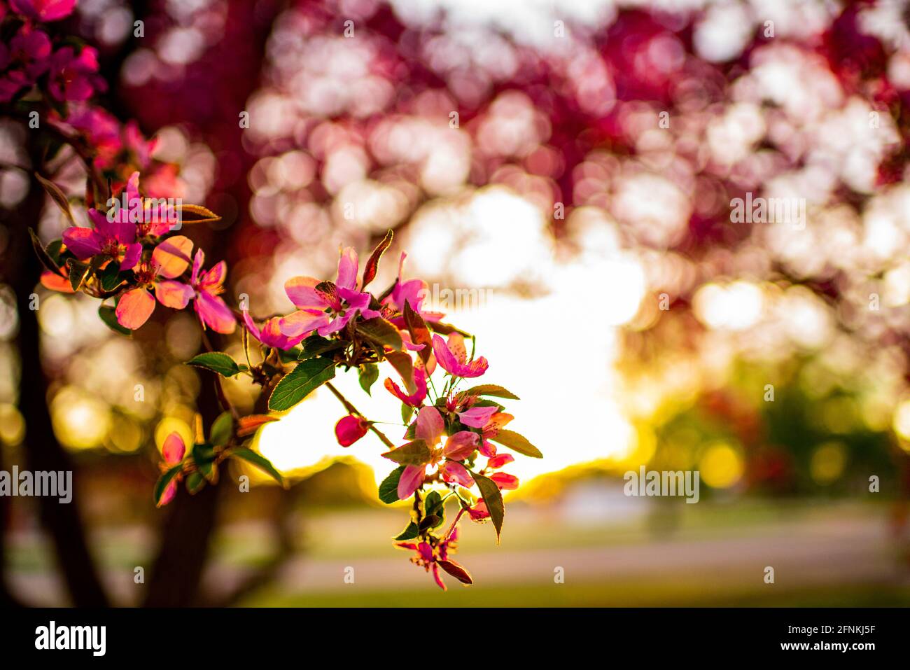 Blühender Apfelbaum im Süden Colorados Stockfoto