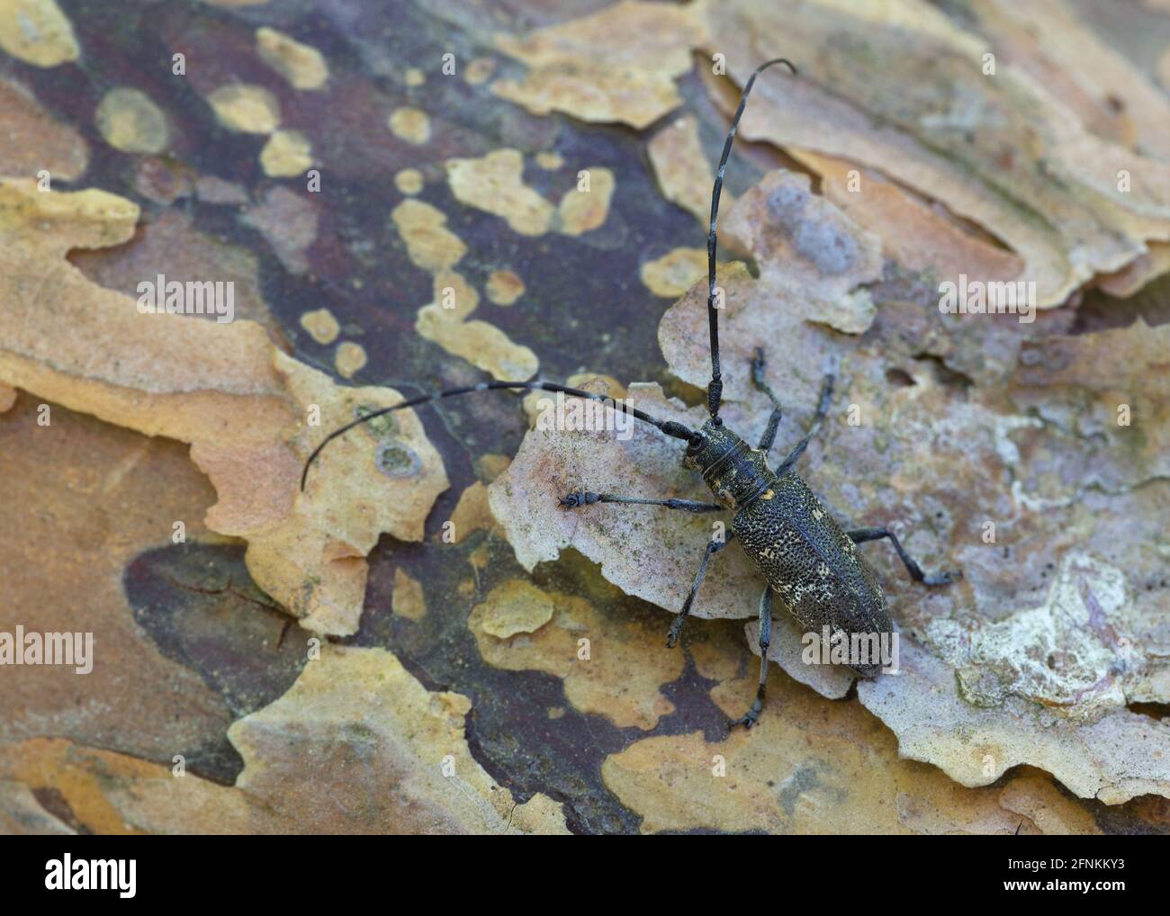 Kiefer-sägekäfer, Monochamus galloprovincialis auf Kiefernrinde Stockfoto