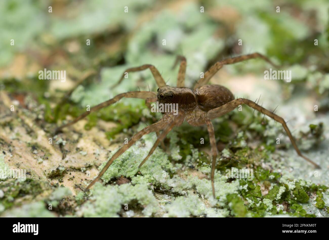 Wolfsspinne, Pardosa lugubris Stockfoto