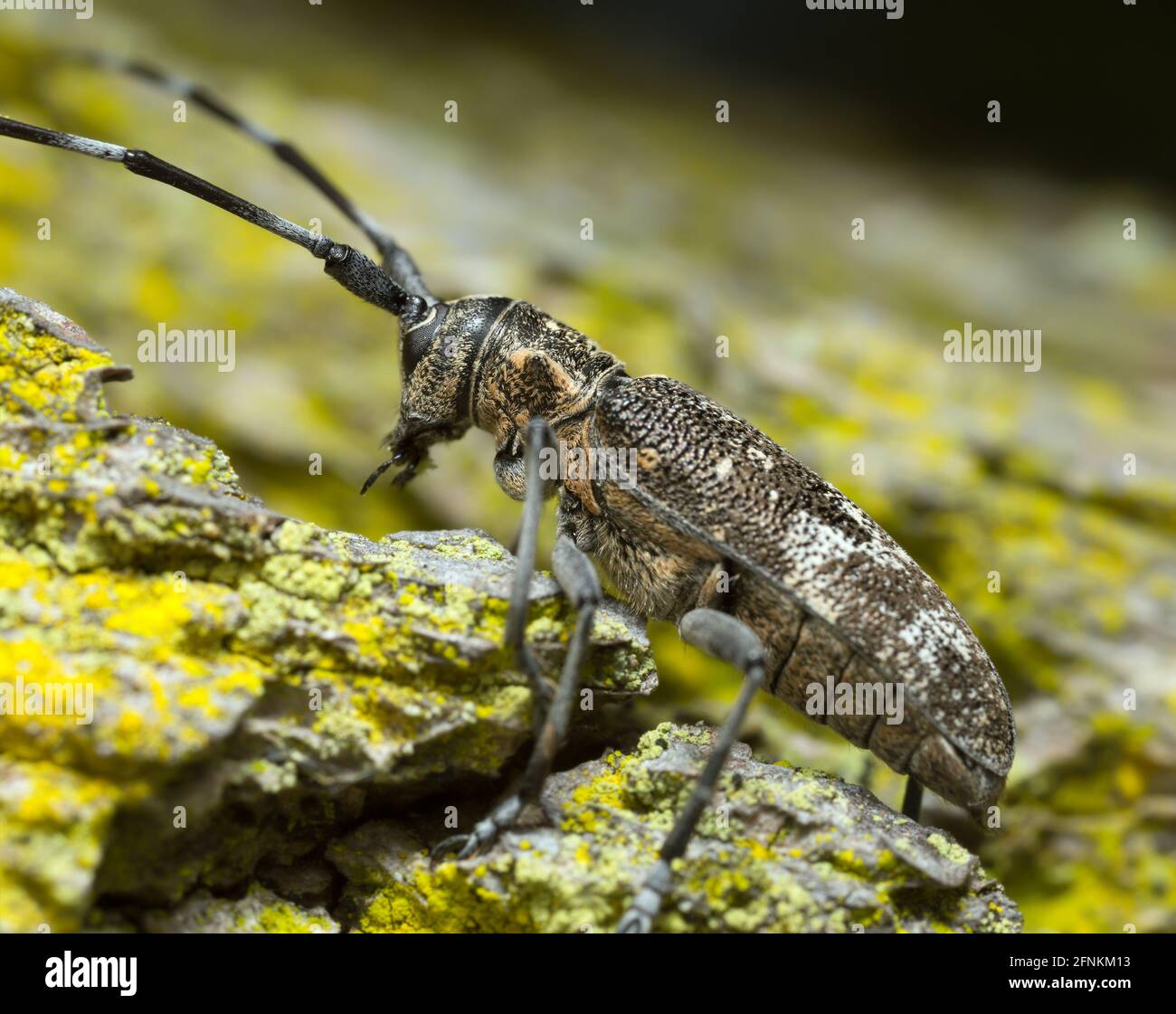 Kiefer-sägekäfer, Monochamus galloprovincialis auf Kiefernrinde Stockfoto