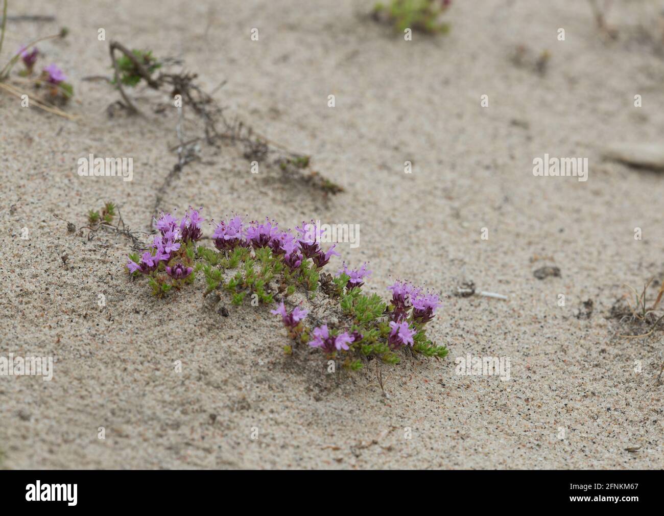 Breckland Thyme, Thymus serpyllum wächst zwischen Sand Stockfoto