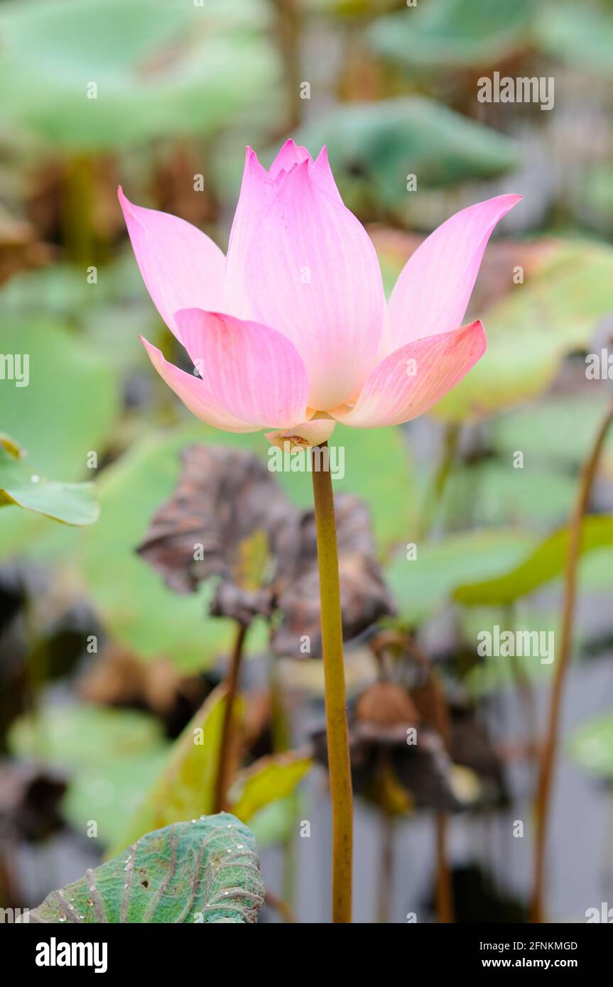 Ein blühender rosa Lotus Stockfoto