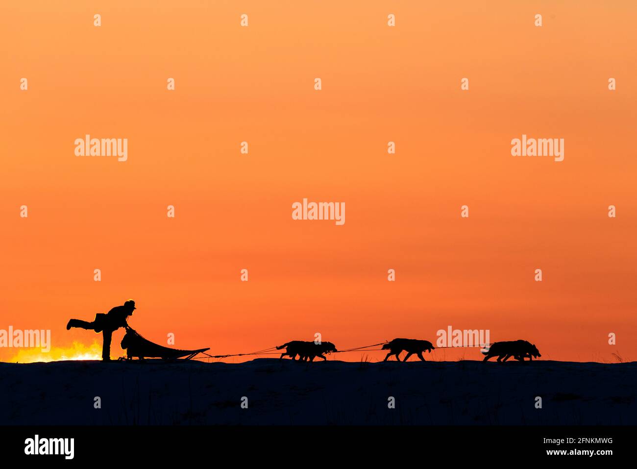 Ein Musher und seine Hunde bei Sonnenuntergang, Galena, Alaska. Stockfoto