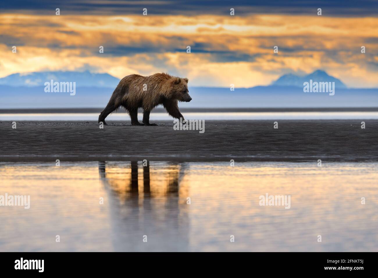 Braunbären an der Küste, Lake Clark National Park, Alaska Stockfoto