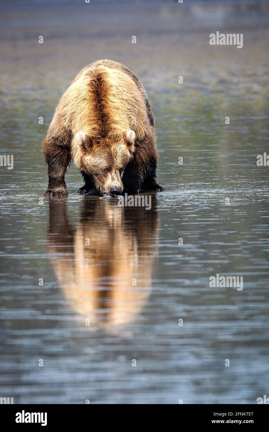 Ein großer weiblicher Grizzlybär gräbt nach Muscheln. Lake Clark National Park, Alska. Stockfoto
