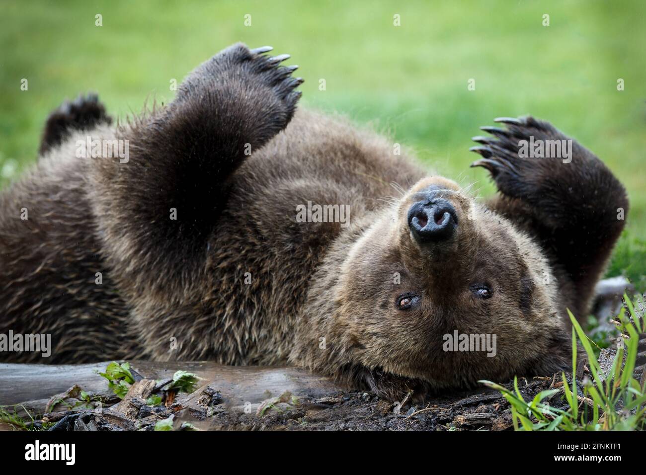 Ein großer Grizzlybär kratzt sich ihr den Rücken auf einem Baumstamm, Lake Clark National Park, Alaska. Stockfoto