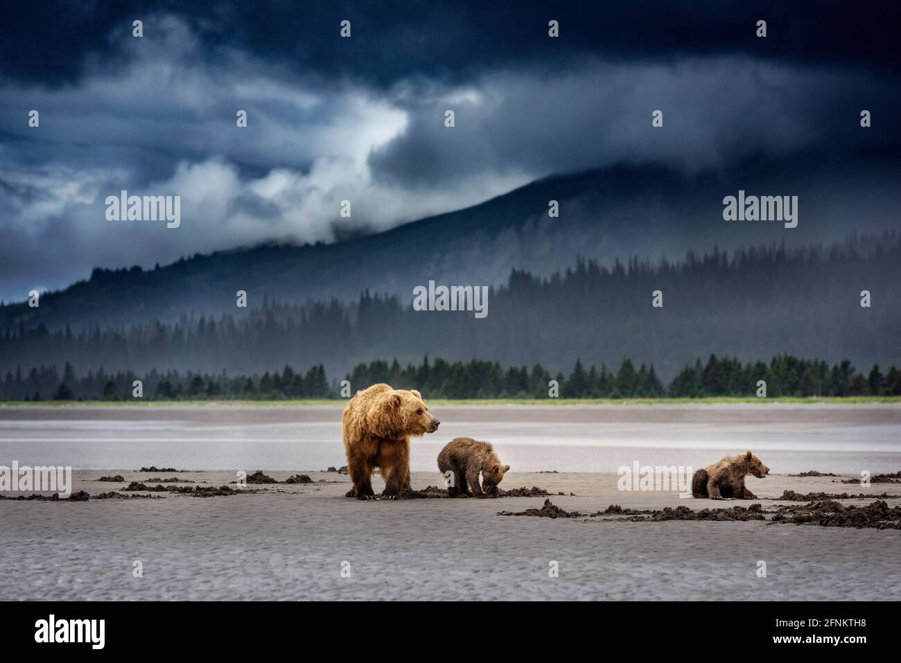 Bärenfamilie, die unter stürmischen Bedingungen klammelt Stockfoto