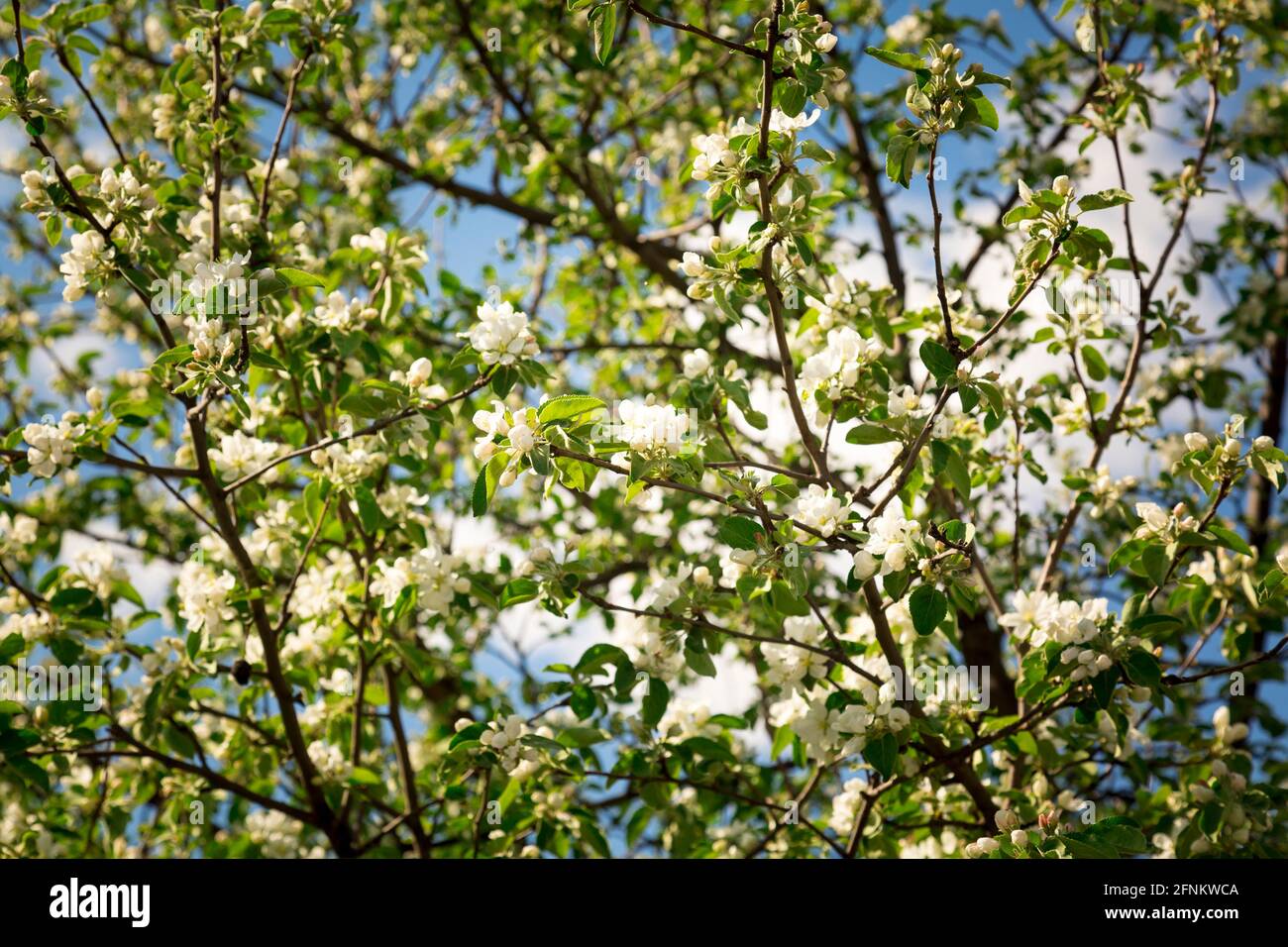 Ein dichter Apfelbusch blüht im frühen Frühjahr früh Mai gegen einen blauen Himmel Stockfoto