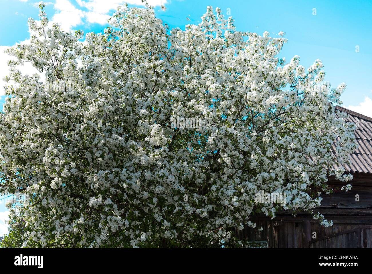 Ein dichter Apfelbusch blüht im frühen Frühjahr früh Mai gegen einen blauen Himmel Stockfoto