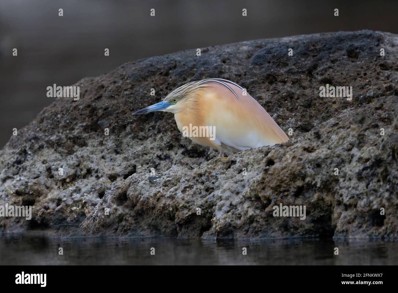 Squacco heron Stockfoto
