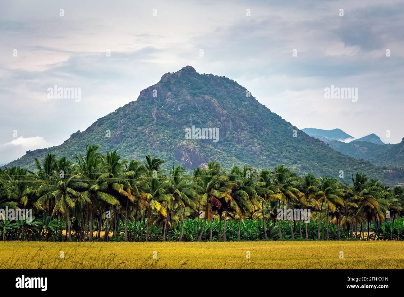 Schöne Landschaft wächst Paddy Reisfeld mit Berg und blauen Himmel Hintergrund in Nagercoil. Tamil Nadu, Südindien. Stockfoto