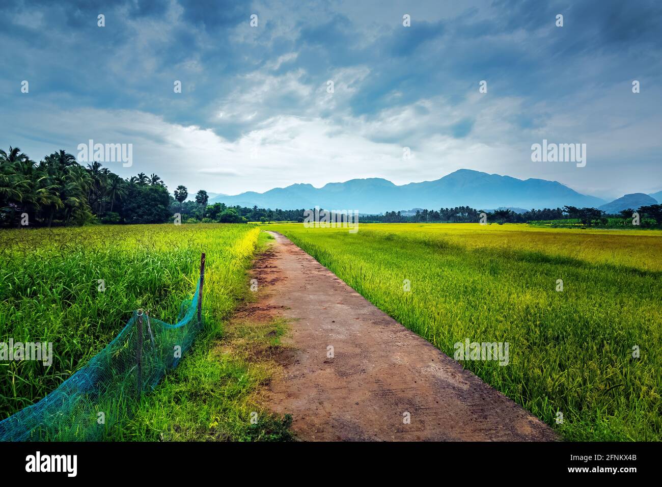 Schöne Landschaft wächst Paddy Reisfeld mit Berg und blauen Himmel Hintergrund in Nagercoil. Tamil Nadu, Südindien. Stockfoto