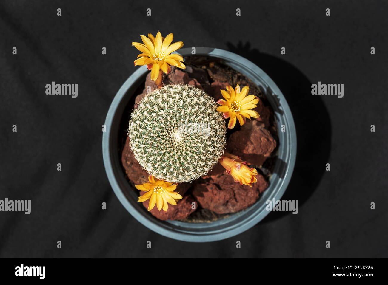 Ansicht von oben eines Crown Cactus Sulcorebutia arenacea Exemplars mit Drei orange Blüten und eine welke Blume in einem Kindergarten Topf mit dunklem Hintergrund Stockfoto