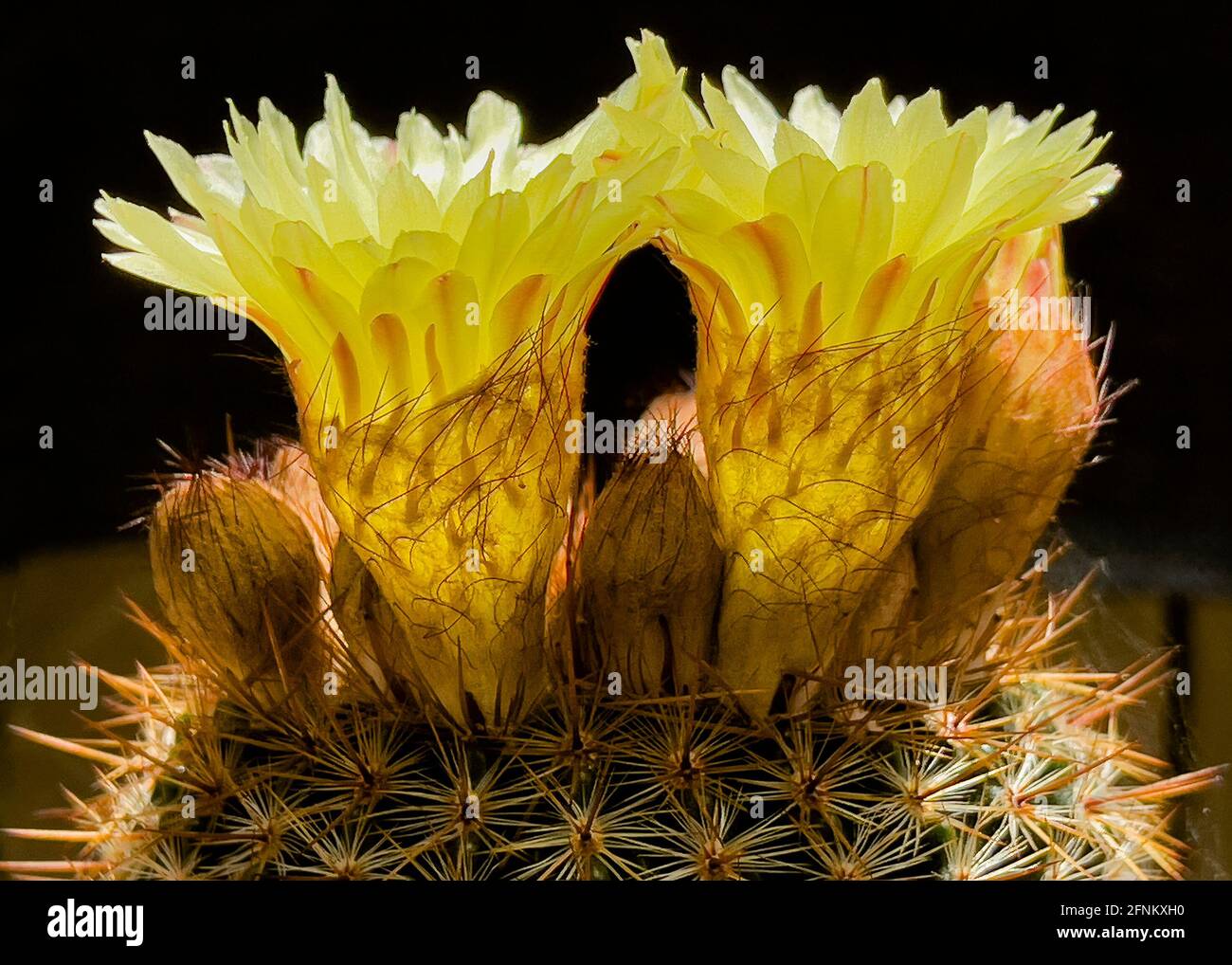 Schillerndes hintergrundbeleuchtetes Profil von zwei gelben Parodia erubescens Notocactus Schlosserie Kugelkaktus blüht auf schwarzem Hintergrund und zeigt Details Stockfoto